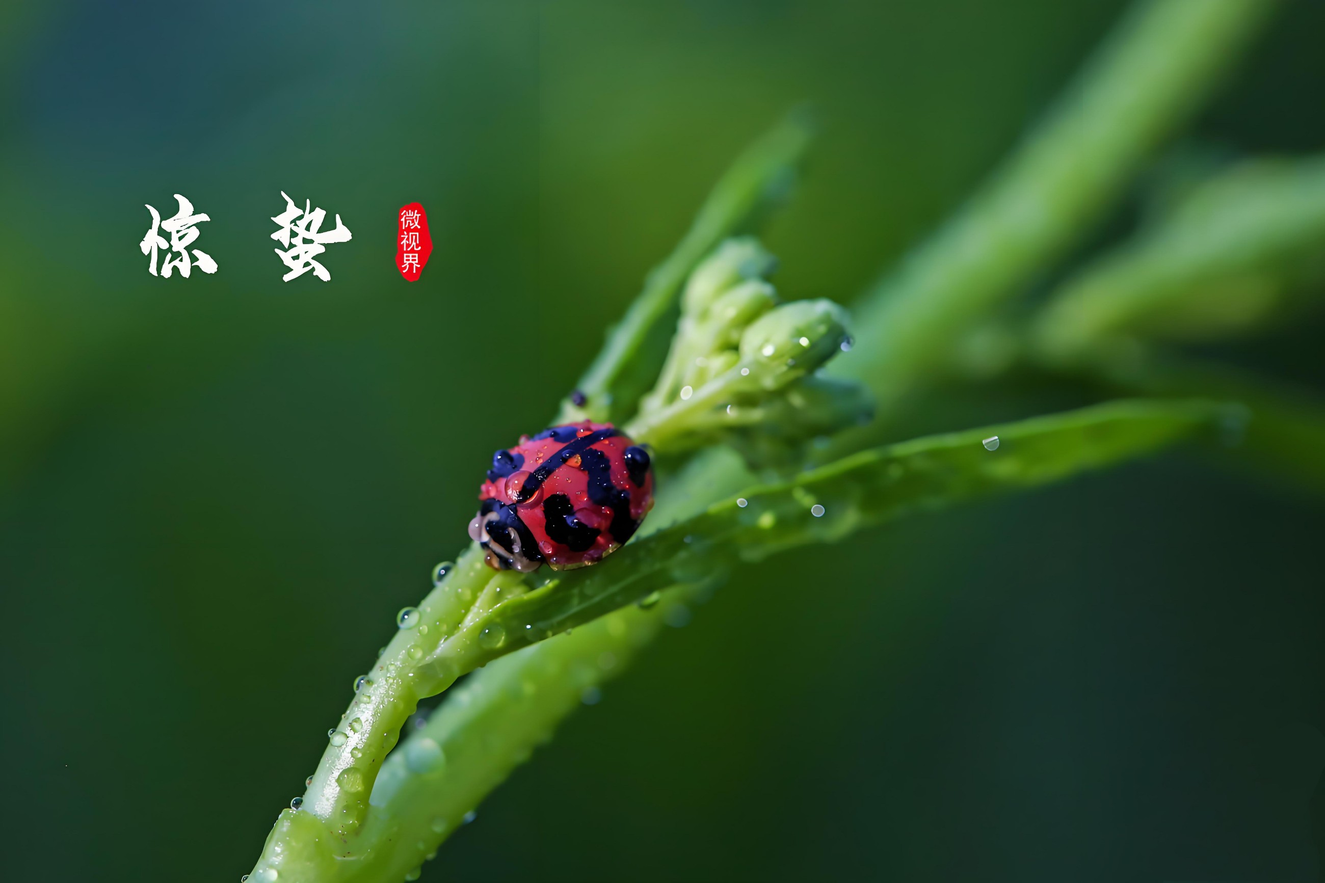 驚蟄春雷動，亳藥千草護(hù)安康｜順應(yīng)天時調(diào)身心，解鎖春日養(yǎng)生密碼